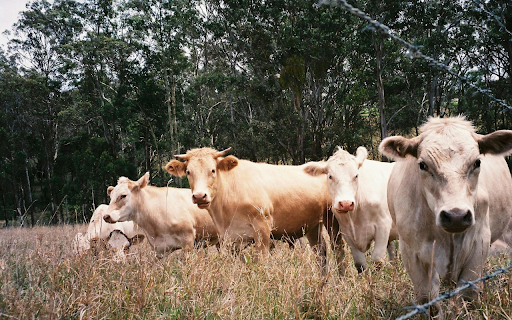 Gray-white cows screenshot 1