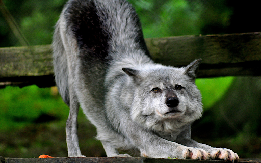 Gray Wolf screenshot 1