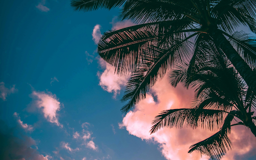 Green-and-brown Coconut Trees Under Clear Blue Sky screenshot 1