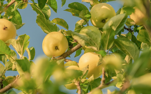 Green apple tree screenshot 1