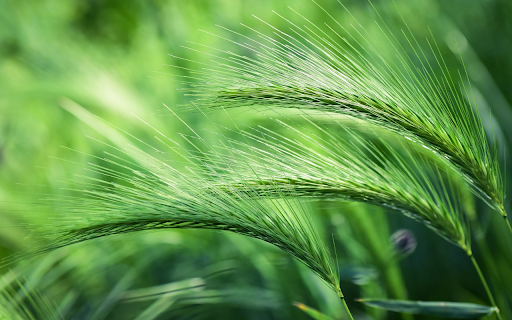 Green barley screenshot 1
