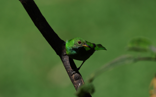 Green Bird screenshot 1