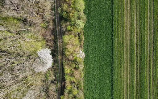 Green fields next to the forest screenshot 1