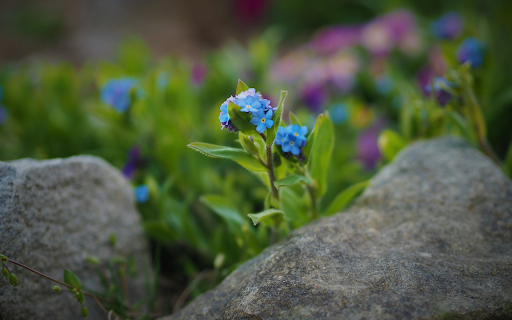 Green flowers on rocks screenshot 1