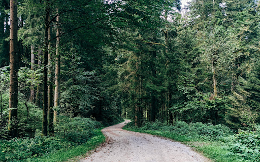 Green Forest Road screenshot 1