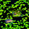 Green Frog and Duckweed logo