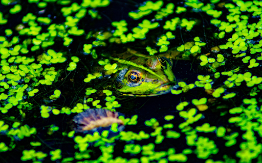 Green Frog and Duckweed screenshot 1