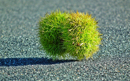 Green fruit with many thorns screenshot 1