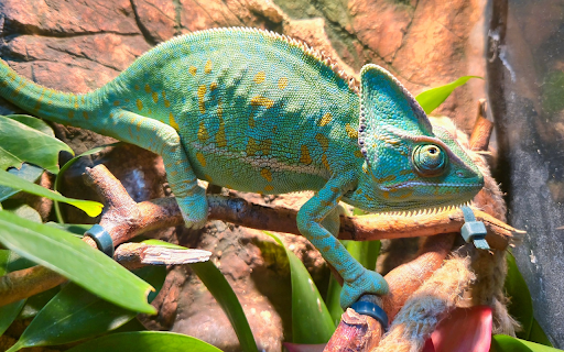 Green gecko screenshot 1