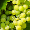 Green Grapes logo