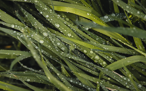Green Grass and Rainwater screenshot 1