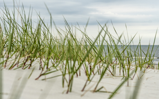 Green grass on white sand screenshot 1