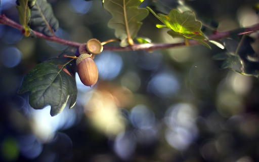 Green leaf fruit tree screenshot 1