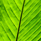 Green Leaf Macro logo