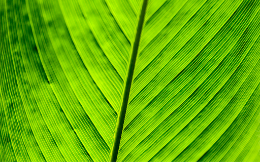 Green Leaf Macro screenshot 1