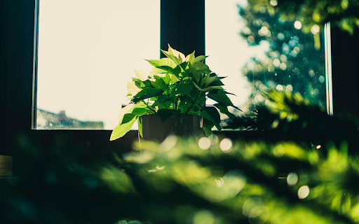 Green Leaf Plant Focus screenshot 1