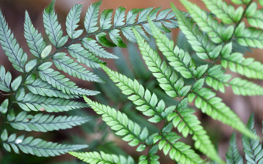 Green Leaves screenshot 1