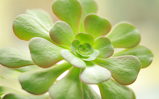 Green leaves with purple edges screenshot 1