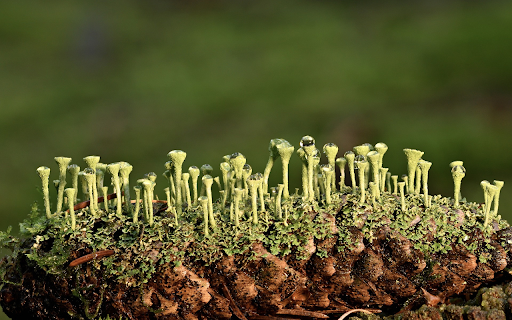 Green Lichens screenshot 1