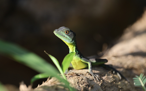 Green Lizard screenshot 1