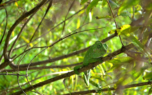 Green lizard screenshot 1