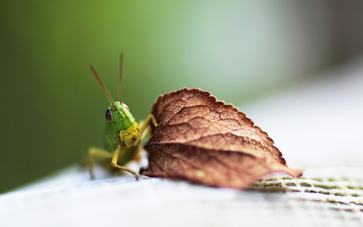 Green locust screenshot 1