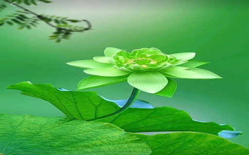 Green lotus wallpaper screenshot 1
