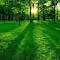 green park wallpaper logo