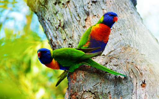 Green Parrots on a Tree screenshot 1