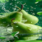 Green pear wallpaper logo