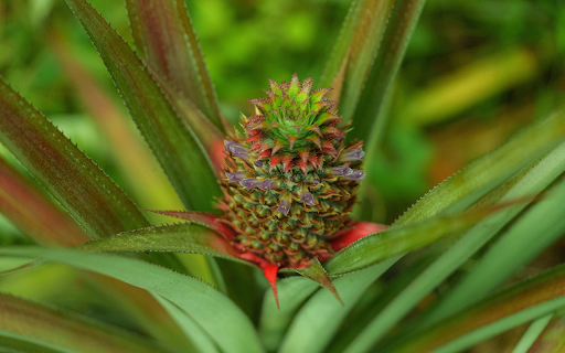 Green Pineapple Tree screenshot 1