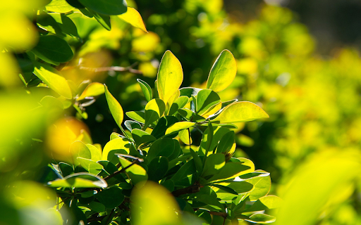 Green sycamore tree screenshot 1