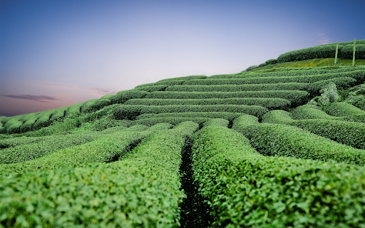 Green tea hill screenshot 1