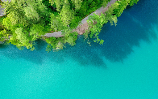 Green Trees Beside Blue Body of Water screenshot 1