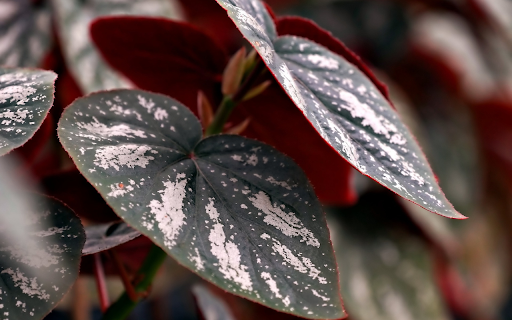 Green white leaves screenshot 1