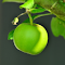 Green young apple logo