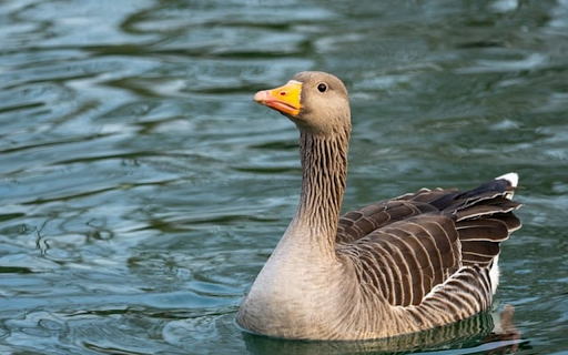 GREY GOOSE THEME screenshot 1