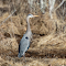 Grey Heron and Dry Grass logo