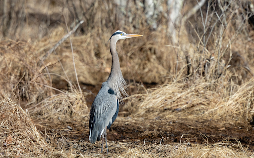 Grey Heron and Dry Grass screenshot 1
