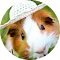 Guinea Pig Wallpaper logo