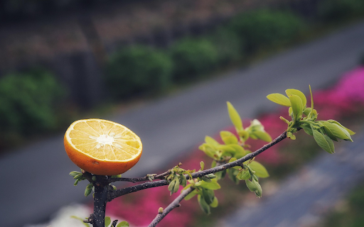 half an orange on the tree screenshot 1