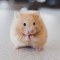 Hamster: The Tiny and Adorable Furry Friend logo