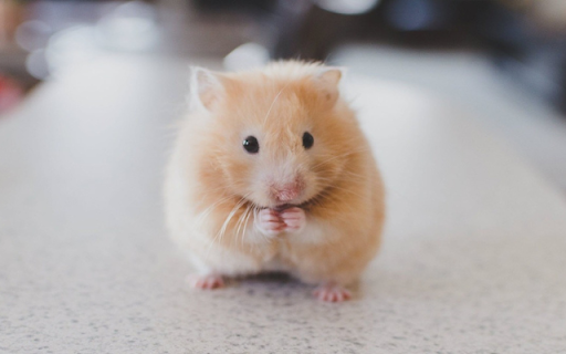 Hamster: The Tiny and Adorable Furry Friend screenshot 1