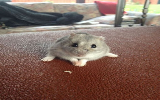 hamster wallpaper screenshot 1