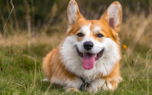 Happy Corgi Smile screenshot 1