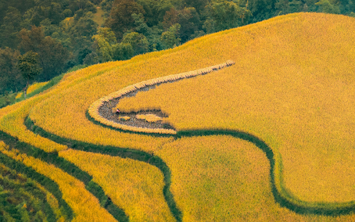 Harvesting rice on the hills screenshot 1