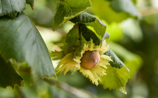 Hazelnut Tree screenshot 1
