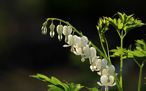 Heart-shaped flower branch screenshot 1