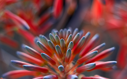 hedgehog flowers screenshot 1