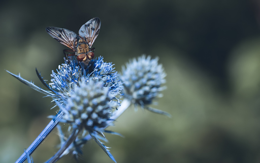 Hedgehog fly insects screenshot 1